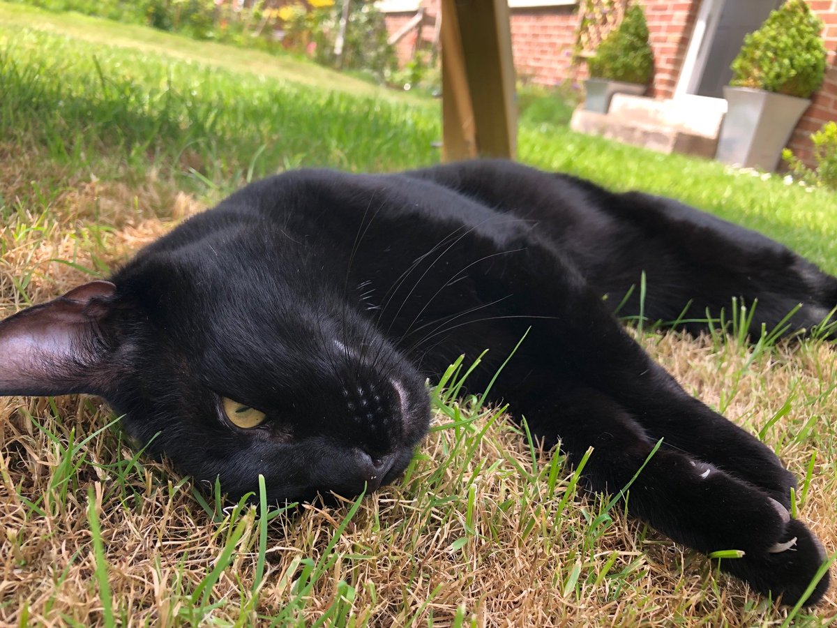 We are celebrating #InternationalCatDay today with some of our team's furry friends - Monkey and Hugo 😍😍