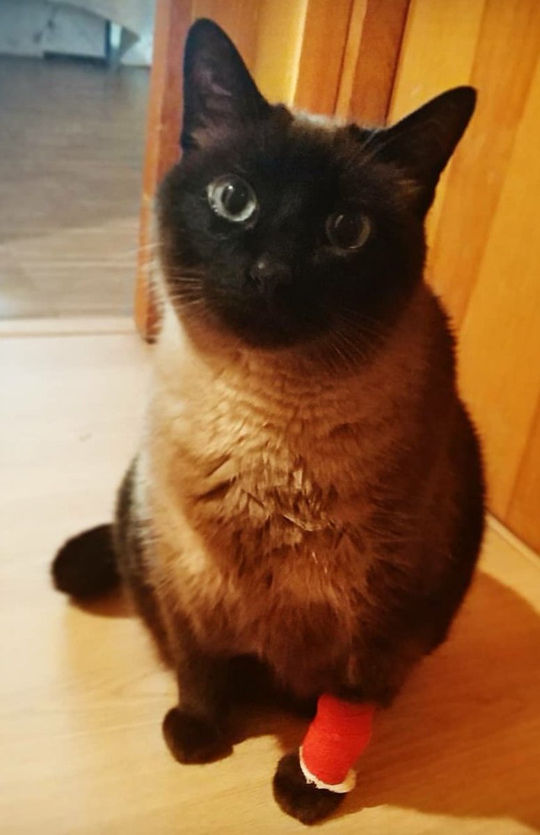 Feliz día internacional del gato, Whisky, todos en casa te queremos, miau! #zapeando1427