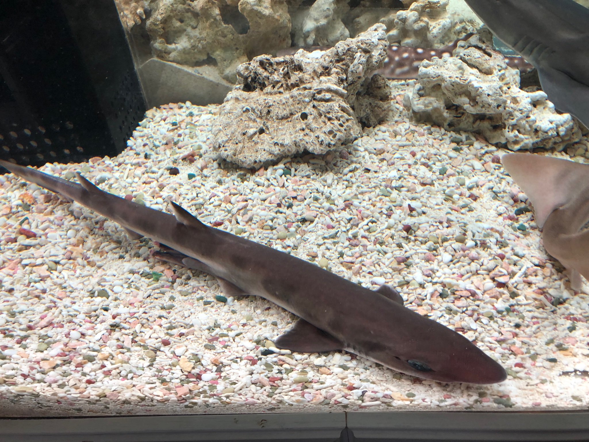 Sorari No Twitter 爬虫類の日 我が家のヤモリも是非 ニホンヤモリザメです Sorari No Twitter 爬虫類の日 我が家のヤモリも是非 ニホンヤモリザメです