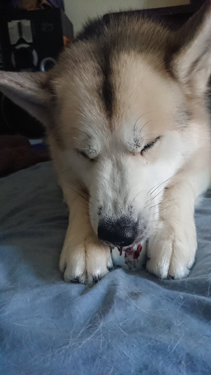 WanagiKa's tweet photo. Enjoying their frozzys ice cream #husky #samoyed #GermanShepherd #keepingcool #icecream #frozzys #HappyDays #summertime #happydogs #dogsoftwitter #theraphydogs #theraphyhuskies #ThursdayThoughts #follow #add https://t.co/MT4aTI8RIy