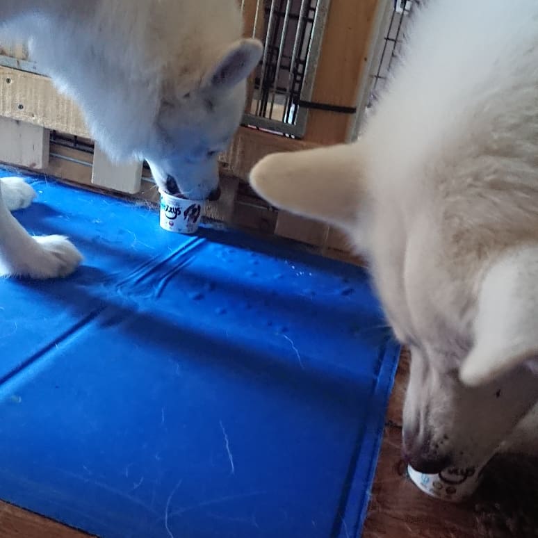 WanagiKa's tweet photo. Enjoying their frozzys ice cream #husky #samoyed #GermanShepherd #keepingcool #icecream #frozzys #HappyDays #summertime #happydogs #dogsoftwitter #theraphydogs #theraphyhuskies #ThursdayThoughts #follow #add https://t.co/MT4aTI8RIy