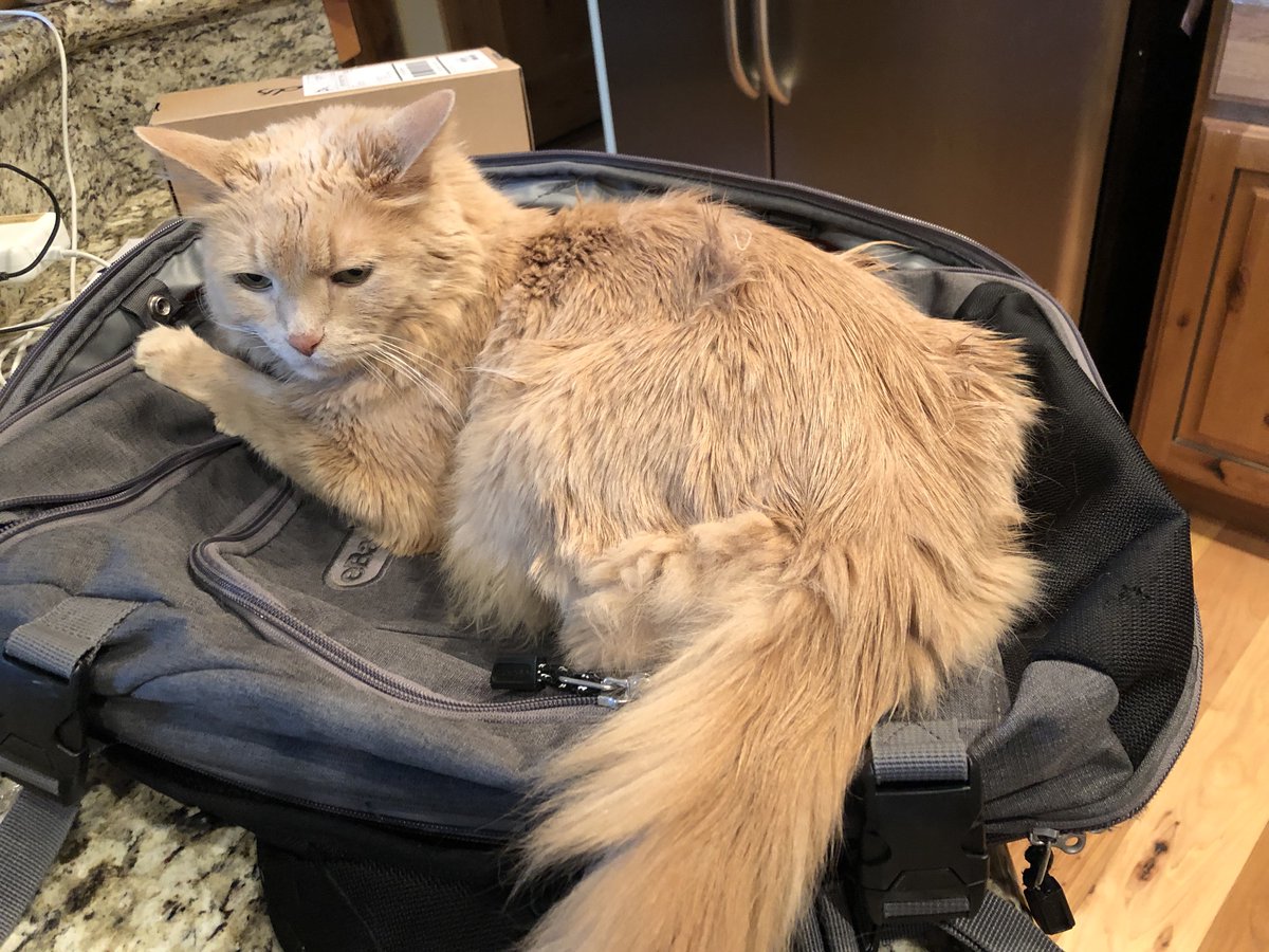 Linus says  "Let's go somewhere for #InternationalCatDay !!!
