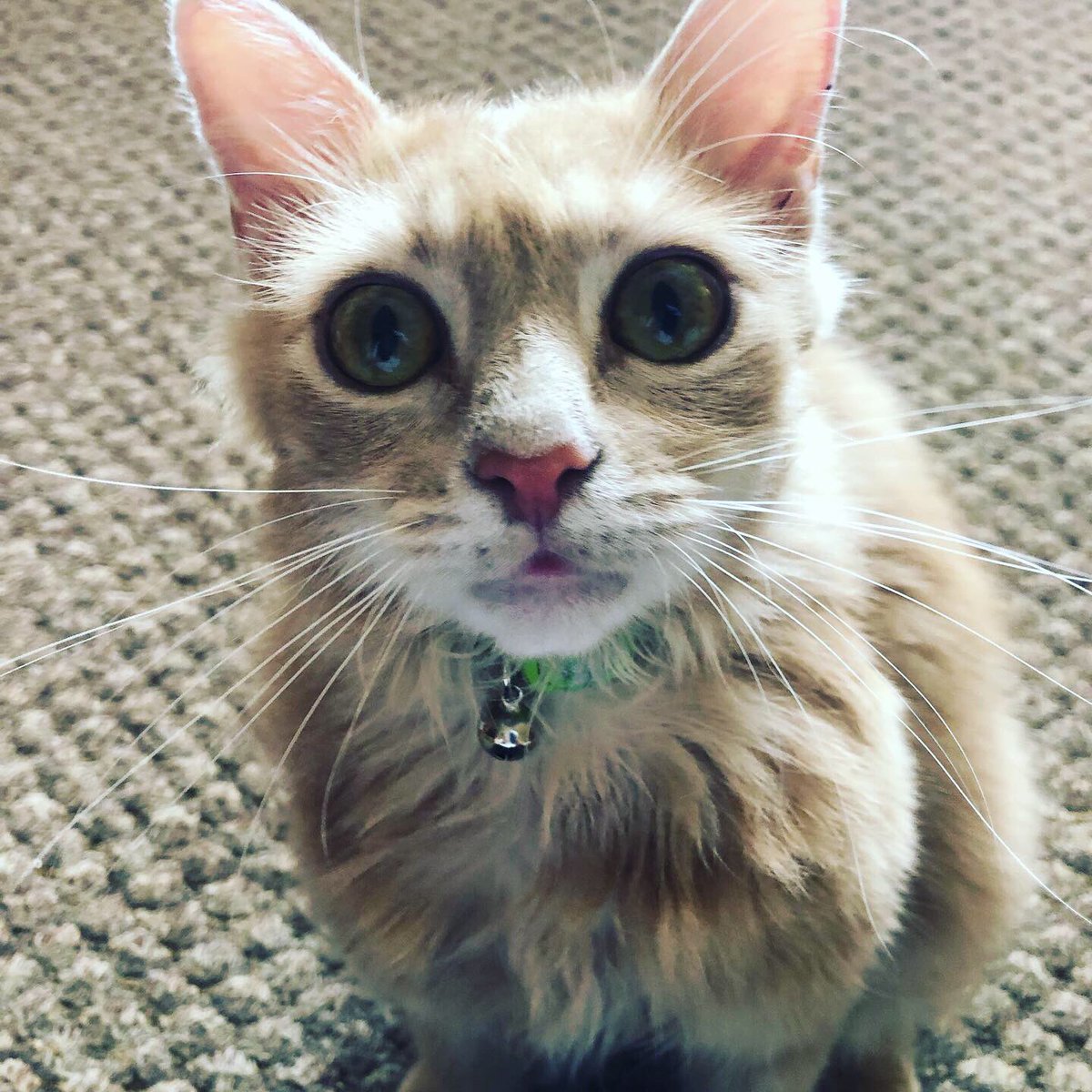 Greenemerald102's tweet photo. Happy international cat day to all my followers 💙

#cat #catsofinstagram #nationalcatday #kitten #kittensofinstagram #photography https://t.co/GZN9u7p7l9