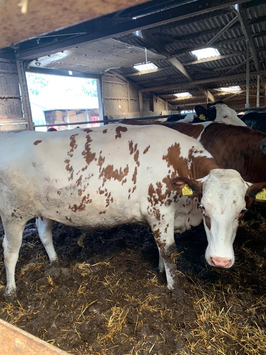 Ryann_Raisinhol's tweet image. Autumn calving ProCross heifers high health and great value call 07375542536 ⁦@MoffetLivestock⁩ #teamdairy #procross #crossbreding #milkforprofit