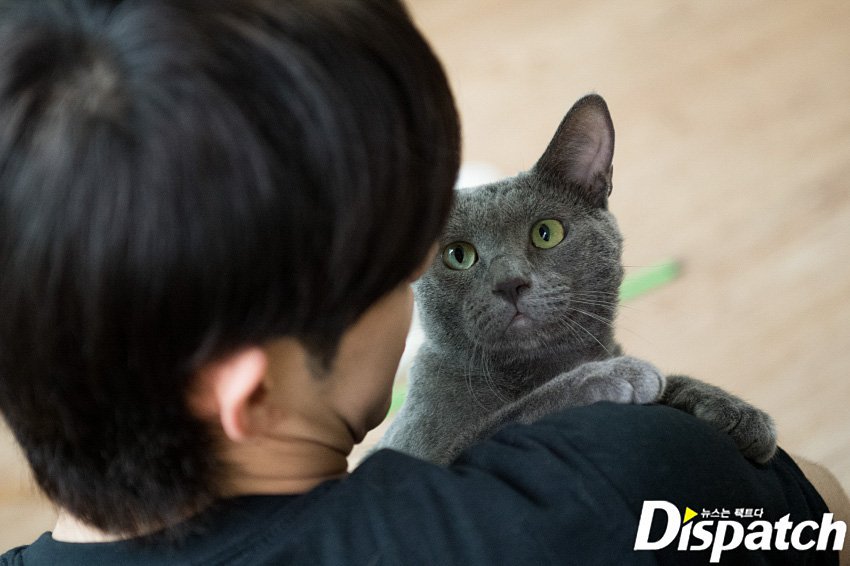 7TEEN_ARG's tweet photo. #InternationalCatDay es el mismo día que el cumpleaños de nuestro líder S.Coups 🐱♥️ @pledis_17
#BestLeaderCOUPSday
#여름은_장마철_생일은_최승철

https://t.co/Q0lgOFDXTu https://t.co/031M8aRC10