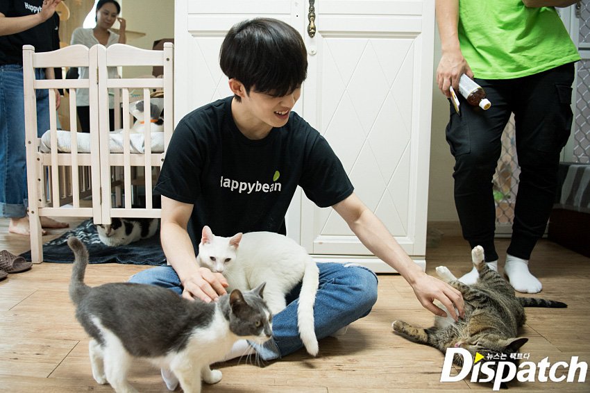 7TEEN_ARG's tweet photo. #InternationalCatDay es el mismo día que el cumpleaños de nuestro líder S.Coups 🐱♥️ @pledis_17
#BestLeaderCOUPSday
#여름은_장마철_생일은_최승철

https://t.co/Q0lgOFDXTu https://t.co/031M8aRC10