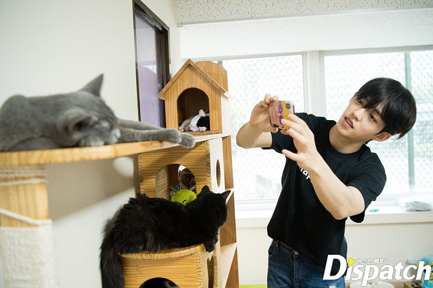 7TEEN_ARG's tweet photo. #InternationalCatDay es el mismo día que el cumpleaños de nuestro líder S.Coups 🐱♥️ @pledis_17
#BestLeaderCOUPSday
#여름은_장마철_생일은_최승철

https://t.co/Q0lgOFDXTu https://t.co/031M8aRC10