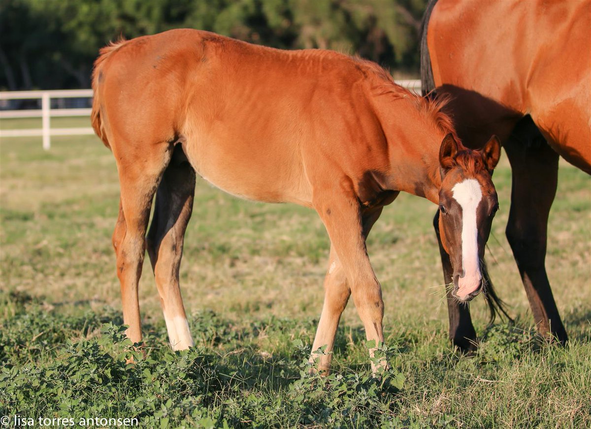 '19 Lakerville/Bel Air Belle growing up! ' He is almost 5 months now!   Next big step, weaning! #hfhd #harrisfarms #harrisranch #thoroughbredfarm #thoroughbred #Lakervillesire #thoroughbredracehorse #racehorse ##thoroughbredfoals #foals #OTTB #horsesofinstagram #horses