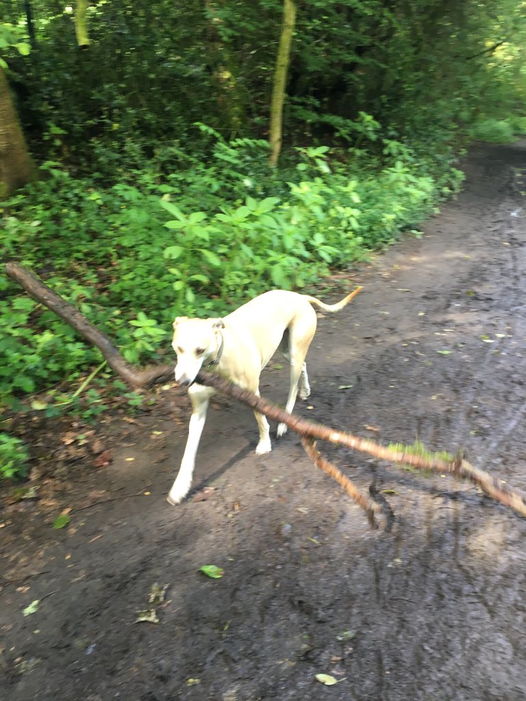 LollyLurcher's tweet photo. @moorlandsrescue @lou_florrie @WillowWaggins Yep. Here x https://t.co/QVIQppImRE