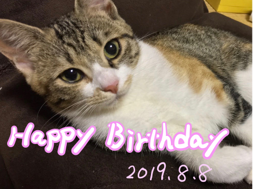 hottospace_r's tweet photo. 今日をランプの仮���誕生日にしたいと思います。
操作方法と編集方法をすっかり忘れていたことや急いだので簡易的なものになってしまいましたが１歳おめでとうランプ🥳

＃猫　＃ランプ　＃誕生日 https://t.co/77cPuLNTH2