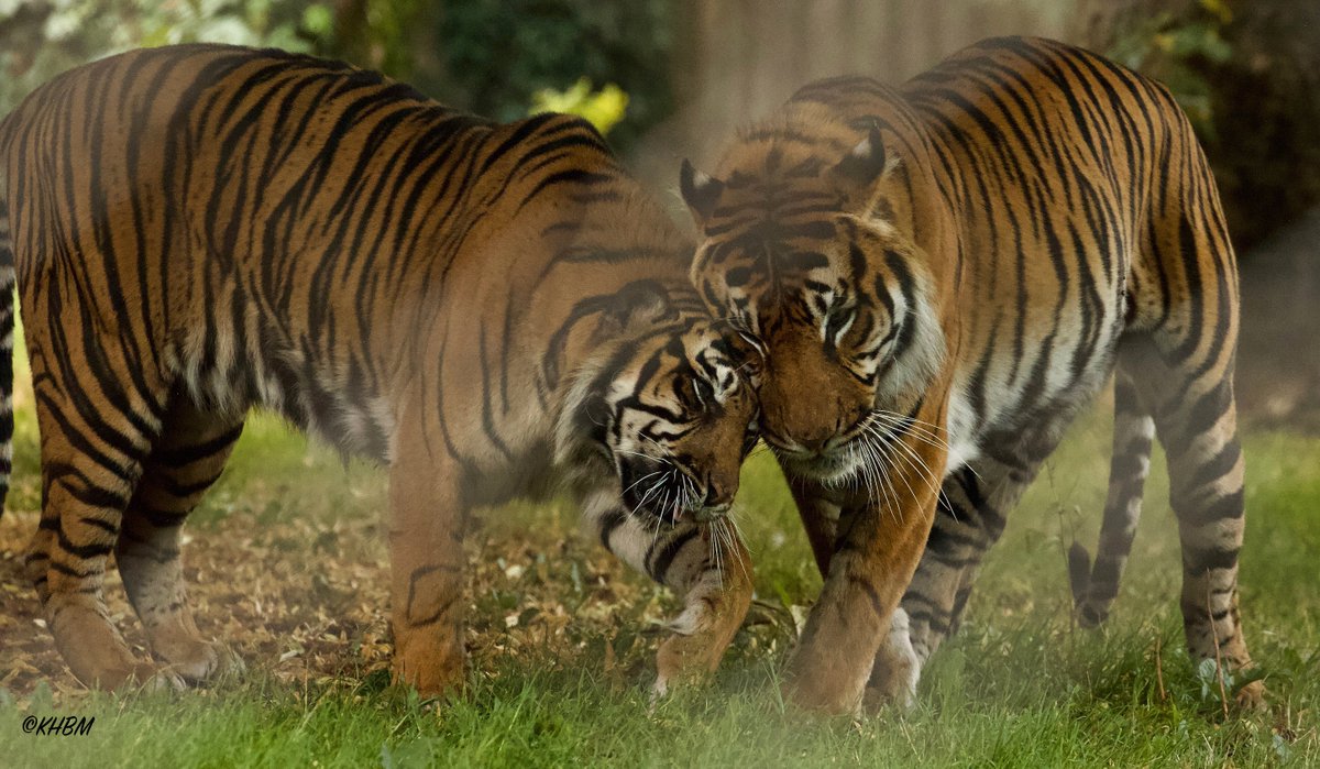 Mararda10's tweet photo. Shakira and Fabi. @PaigntonZoo @Tigers4Ever2010 #Sumatran #tigers #tigress #tiger #nuzzling #affection #Shakira #Fabi #cats #BigCats #Devon #PaigntonZoo https://t.co/NmPvJkbn3g