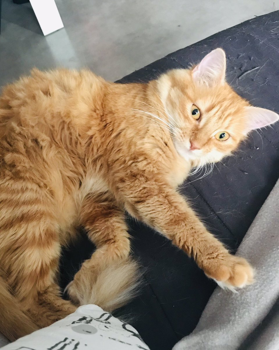 LexyShan's tweet photo. @Neoxi_ ❤️ginger https://t.co/9mlejqsetP
