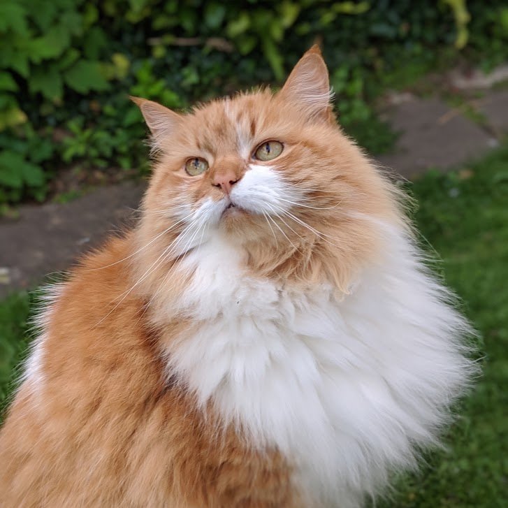 DogsTrust's tweet photo. Our friends at @CatsProtection #PawsProtect offer a service similar to our #FreedomProject, fostering cats belonging to people fleeing domestic abuse 🐱 #InternationalCatDay https://t.co/sw58QAWMhv https://t.co/kjHXQpSLoH