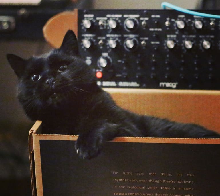 moogmusicinc's tweet image. #InternationalCatDay featuring #DFAM 🐈🎛 

📷: @polynominal_com
