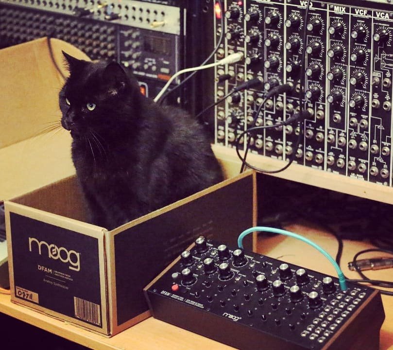 moogmusicinc's tweet image. #InternationalCatDay featuring #DFAM 🐈🎛 

📷: @polynominal_com