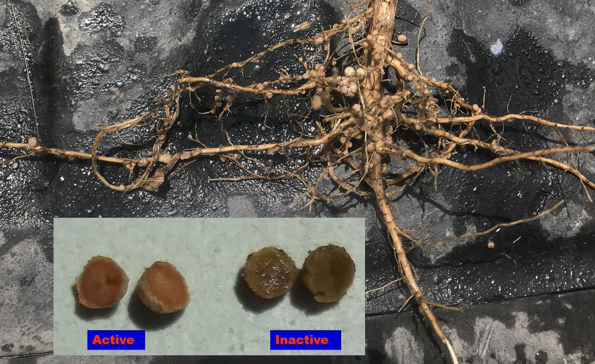 TheSoybeanDoc's tweet photo. Active nodules during grain fill could mean high yield and quality soybean! How do we improve it?
#CropPhysiologyLab #Rootdigs #AgResearch https://t.co/DbIqj9pm4J