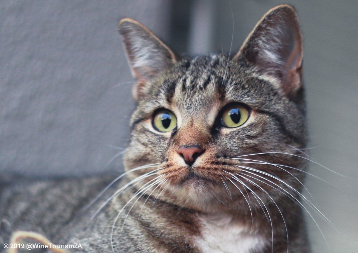 winetourismza's tweet photo. Just because it is #InternationalCatDay!
#PinotageCat #mycat #catsoftwitter #tabbycat #catlife https://t.co/Z5nGRgYwRy