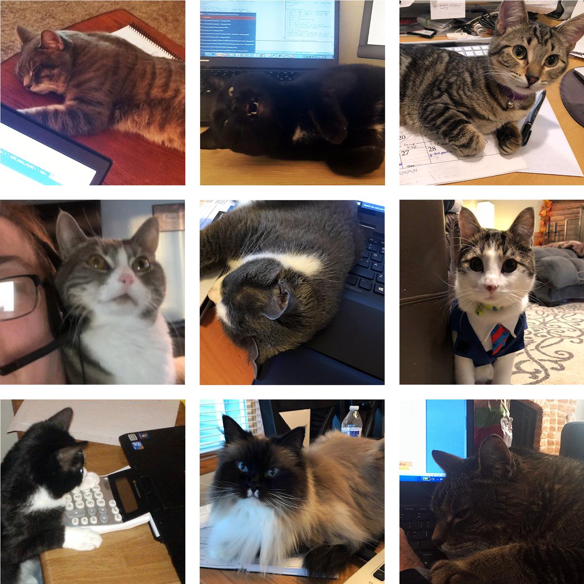 biworldwide's tweet photo. Ask our cats what their favorite BIW benefit is, and they'd probably say the flexibility of their people to #WFH. Up to one day a week, these kitties are #inspringPEOPLE (to take naps) and #deliveringRESULTS (at their leisure).
#Top150Workplace #InternationalCatDay https://t.co/iIUK0QNYWS