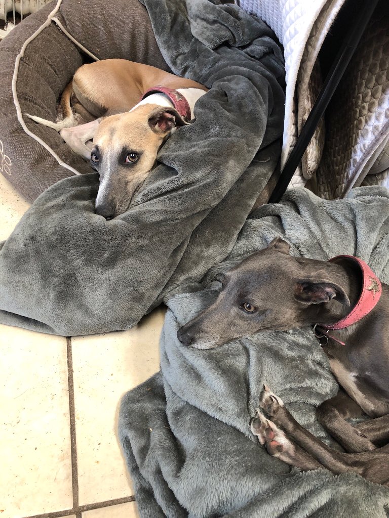 DJDressage's tweet photo. Tack room wiggies, they love their life https://t.co/HO8Z6rI4sq