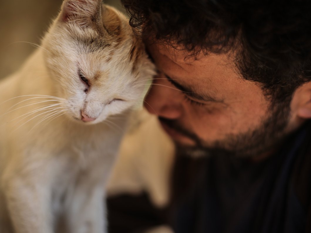 #emozionidelgiorno: in uno scatto tutto l'infinito amore di Mohammed per i gatti di #Aleppo  donnamoderna.com/news/societa/f… @DonnaModerna Ph.Anas Alkharboutli #InternationalCatDay #thecatmanofaleppo #Syrian #CatDay