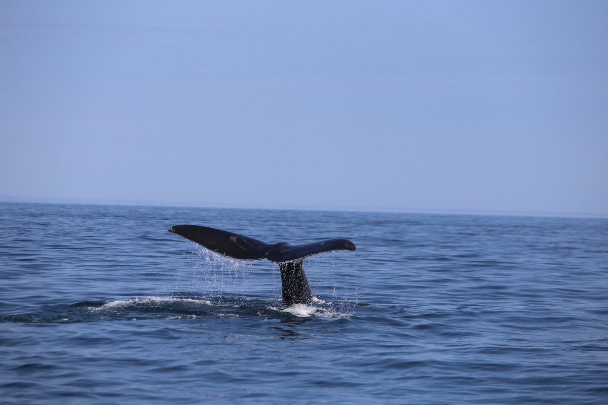 Third right whale sighting, same guys as 2 weeks ago. In the mandatory traffic separation scheme!!! Their main food is often found in the deep channels, which is also used for shipping. At least 4 died due to ship strikes this year alone. 
<a href="/MICScanada/">MICScanada</a> <a href="/BaleineMagazine/">Baleines en direct</a>