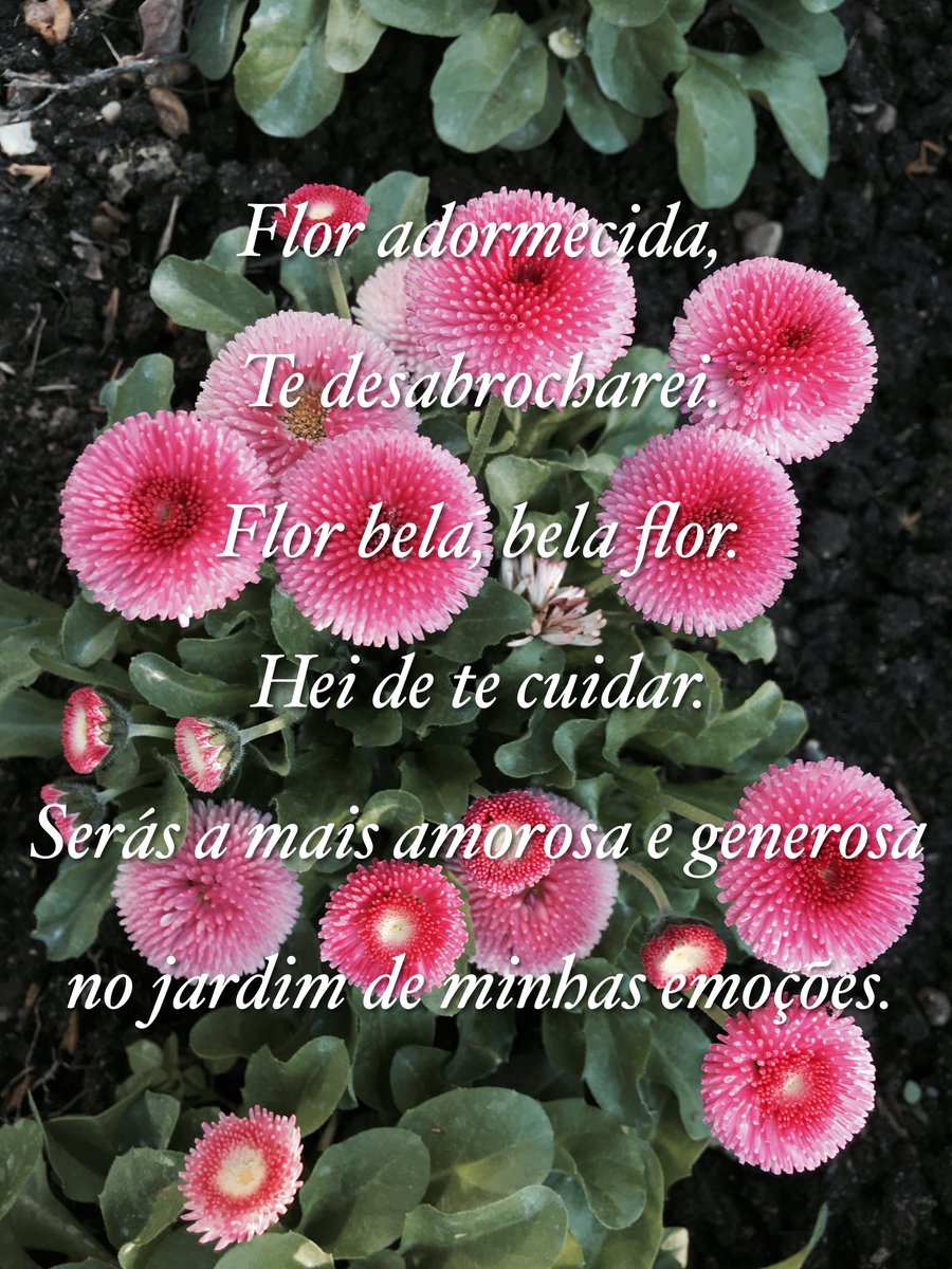 AngelaLit3's tweet photo. Hoje apresento a vocês "52 botões rubros"

Poemas de um coração solitário
"Botão, roubarei de ti.
Em flor o transformarei.
Um perfume me envolverá.
Para o amor despertarei..."

Disponível para a leitura completa em
https://t.co/LacI9GbQxh

#AngelaLit #poemas #kobo #poesia https://t.co/EYbIGlQOqp