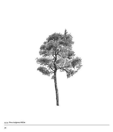 LightFieldArts's tweet photo. The Architecture of Trees by Cesare Leonardi and Franca Stagi contains not only tree illustrations with and without foliage but also tables of seasonal color variations and projections of shadows cast during the hours of daylight, and season by season. 
🌳 https://t.co/1WHkzhpPtJ