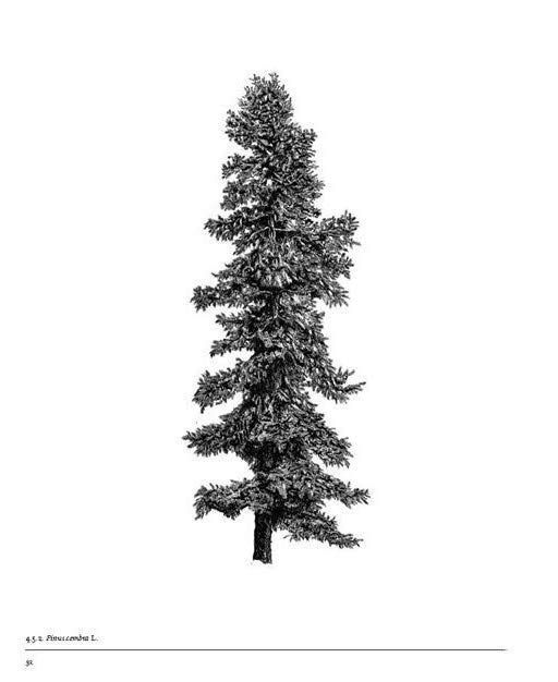 LightFieldArts's tweet photo. The Architecture of Trees by Cesare Leonardi and Franca Stagi contains not only tree illustrations with and without foliage but also tables of seasonal color variations and projections of shadows cast during the hours of daylight, and season by season. 
🌳 https://t.co/1WHkzhpPtJ
