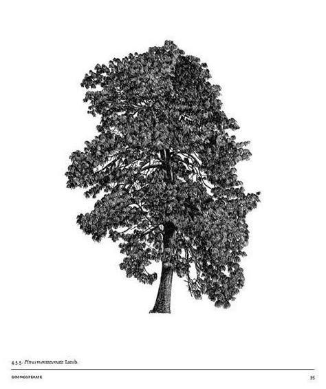 LightFieldArts's tweet photo. The Architecture of Trees by Cesare Leonardi and Franca Stagi contains not only tree illustrations with and without foliage but also tables of seasonal color variations and projections of shadows cast during the hours of daylight, and season by season. 
🌳 https://t.co/1WHkzhpPtJ