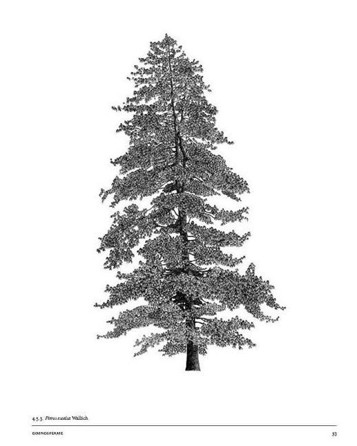 LightFieldArts's tweet photo. The Architecture of Trees by Cesare Leonardi and Franca Stagi contains not only tree illustrations with and without foliage but also tables of seasonal color variations and projections of shadows cast during the hours of daylight, and season by season. 
🌳 https://t.co/1WHkzhpPtJ