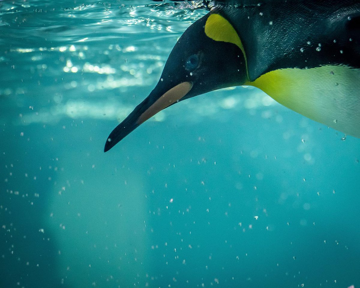 abqbiopark's tweet photo. Planning a visit to see our new Penguin Chill exhibit? The @nmbps has some helpful visitor tips to consider while planning your trip! Tips: https://t.co/KEM6F6vXkw See you soon!🐧
#ABQBioPark #NMBPS #PenguinChill https://t.co/Zo3fNrwPSP