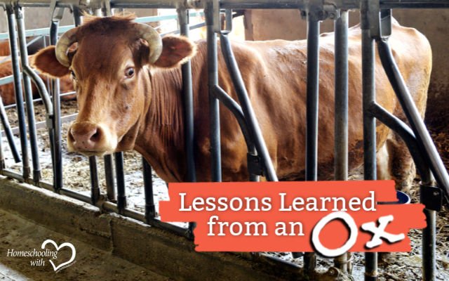 TOSMag's tweet photo. Lessons Learned from an Ox-The Value of a Parable | Just as my city-raised friends missed the full impact of the passage, it struck home for me because of my farm background. https://t.co/NgVGFYp69T #homeschool #homeschooling #parenting #teaching #lessons #HWHBlog https://t.co/g5W0ahXFtQ