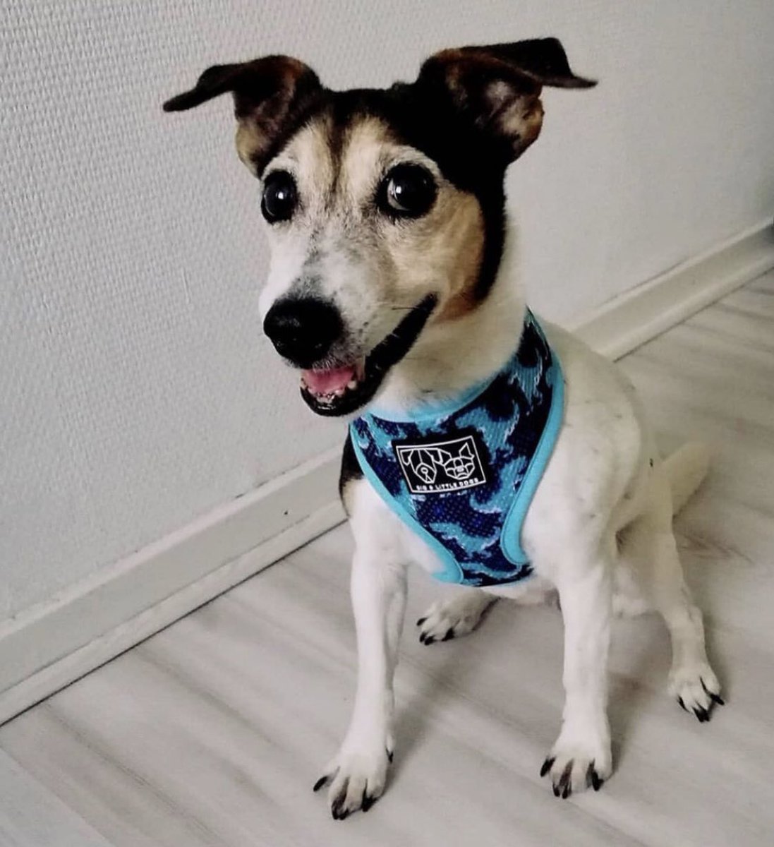 Motsie_the_jackrussel_doggo with the @bigandlittledogs Classic Dino-Mite harness🦖🦕 #ceesencoos #ceesencoosshop #dogs #dogharness #honden #honden #jackrussels #jackrussell #hondenvaninstagram #hondenharnas #jackrussellstyle #jackrussellsofig