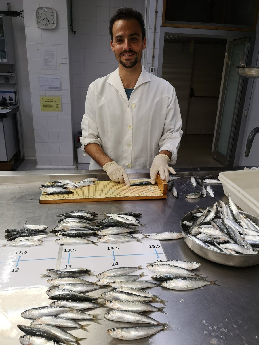 Joan_Gimenez's tweet photo. PELWEB sampling completed!!! Sardine and achovy sampled monthly during a complete year in three Catalan ports to understand their population trends @CollMonton #Lab @ICMCSIC @IEOoceanografia @icm_young #smallpelagicfish #ecology #trophicecology #conservation #fiseries #happiness https://t.co/C2FH7s1u2h