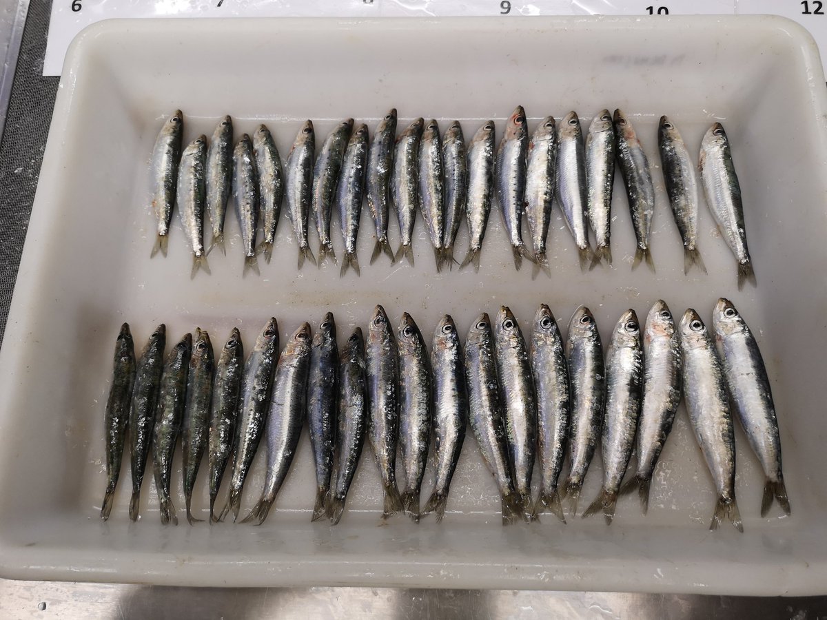 Joan_Gimenez's tweet photo. PELWEB sampling completed!!! Sardine and achovy sampled monthly during a complete year in three Catalan ports to understand their population trends @CollMonton #Lab @ICMCSIC @IEOoceanografia @icm_young #smallpelagicfish #ecology #trophicecology #conservation #fiseries #happiness https://t.co/C2FH7s1u2h
