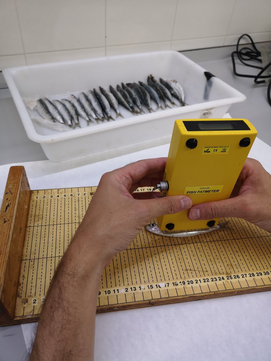 Joan_Gimenez's tweet photo. PELWEB sampling completed!!! Sardine and achovy sampled monthly during a complete year in three Catalan ports to understand their population trends @CollMonton #Lab @ICMCSIC @IEOoceanografia @icm_young #smallpelagicfish #ecology #trophicecology #conservation #fiseries #happiness https://t.co/C2FH7s1u2h