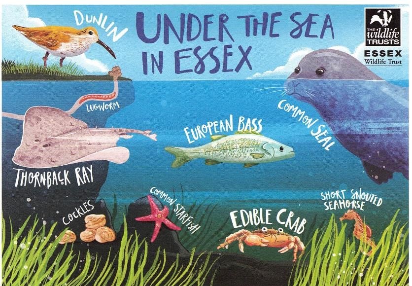 Thanks for a fantastic talk from <a href="/EssexWildlife/">Essex Wildlife Trust</a> <a href="/EssexWT_Rachel/">Rachel Langley EWT</a> today. There is so much life in the Thames Estuary - take a look at these postcards for examples 👌 #EMFF #EssexMarineMonth #ThamesEstuary