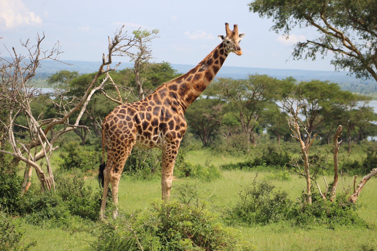Travel with Wildlife Journeys Ltd tweet media