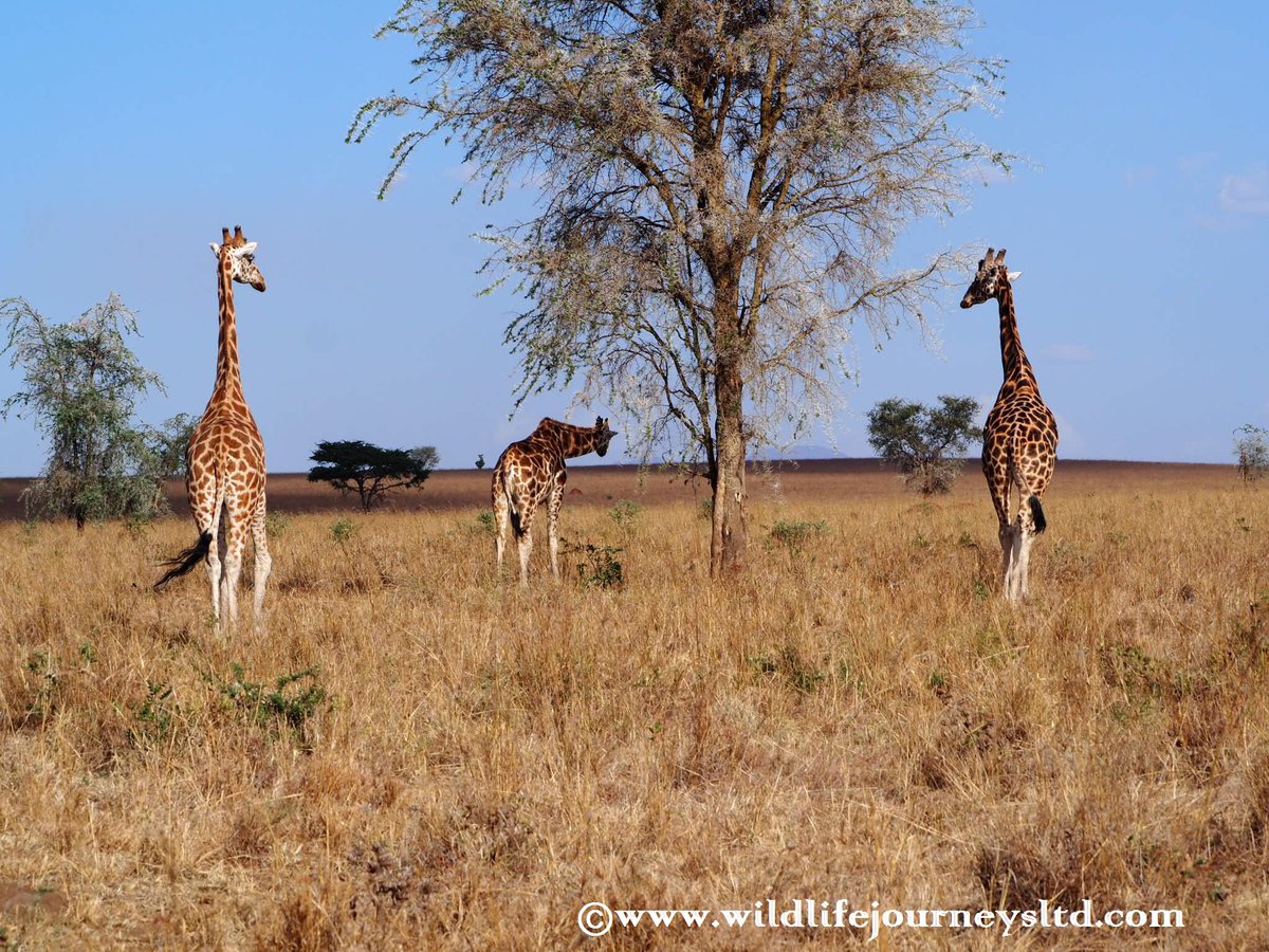 Travel with Wildlife Journeys Ltd tweet media
