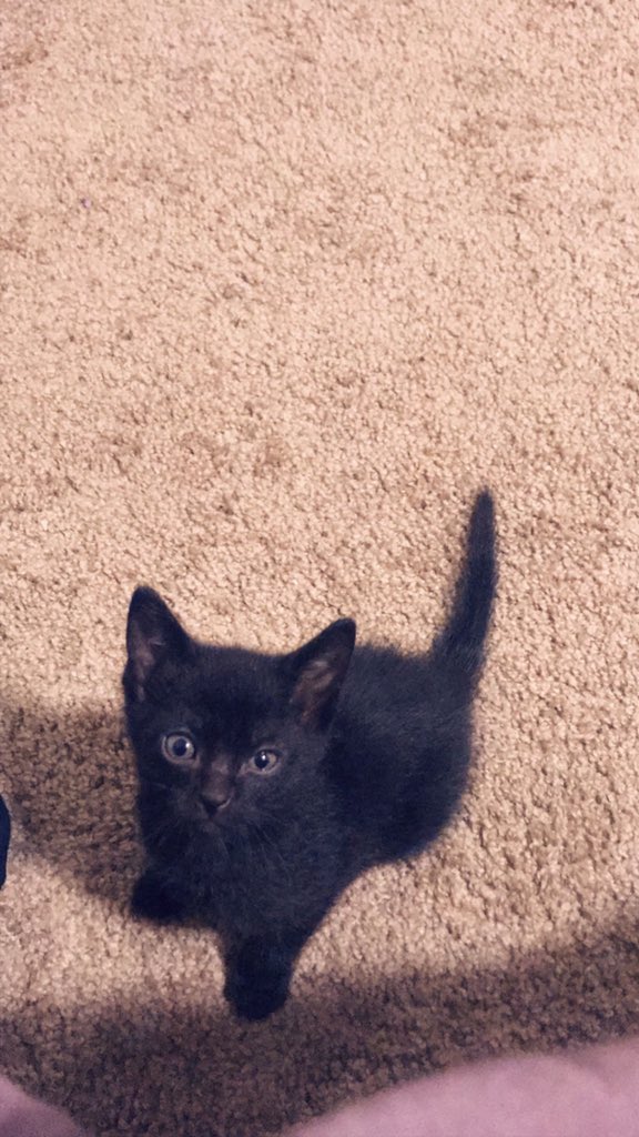 AryatheCat2's tweet photo. #tbt to my toddler days. https://t.co/9iZwLghnAU