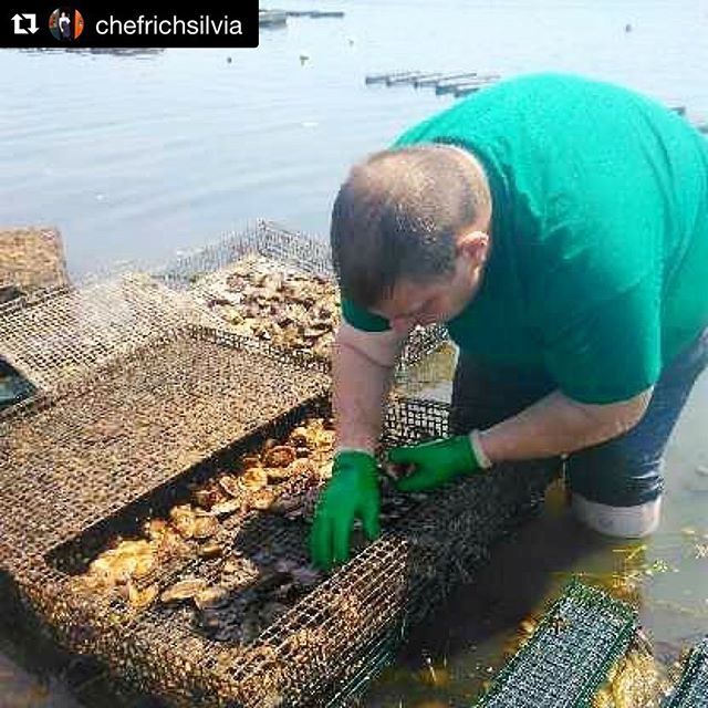 AdriMichaelis's tweet photo. Also while working with @bluffhillcoveoyster , I had the opportunity to meet and talk oysters and local foods with @chefrichsilvia - thanks for the discussion Chef!

#Repost @chefrichsilvia with @get_repost
・・・
Hand picking our oysters yesterday at @… https://t.co/wRsRToA7qL https://t.co/nR3xnVNlzF