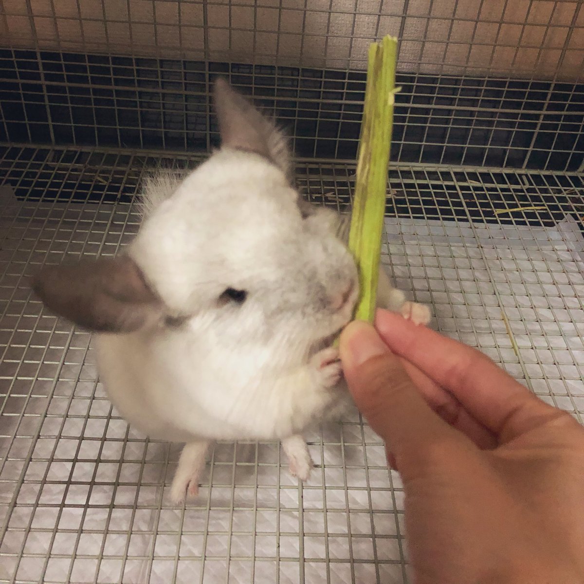 uotomo's tweet photo. それぞれの
夏のボーナス
2019

＃くるみリターのお風呂
＃ハリネズミ

＃パパイヤの葉の茎
＃チンチラ

＃カシャぶんスーパーロング
＃猫

＃感動皿
＃ヒト https://t.co/UcbRh1sXLy