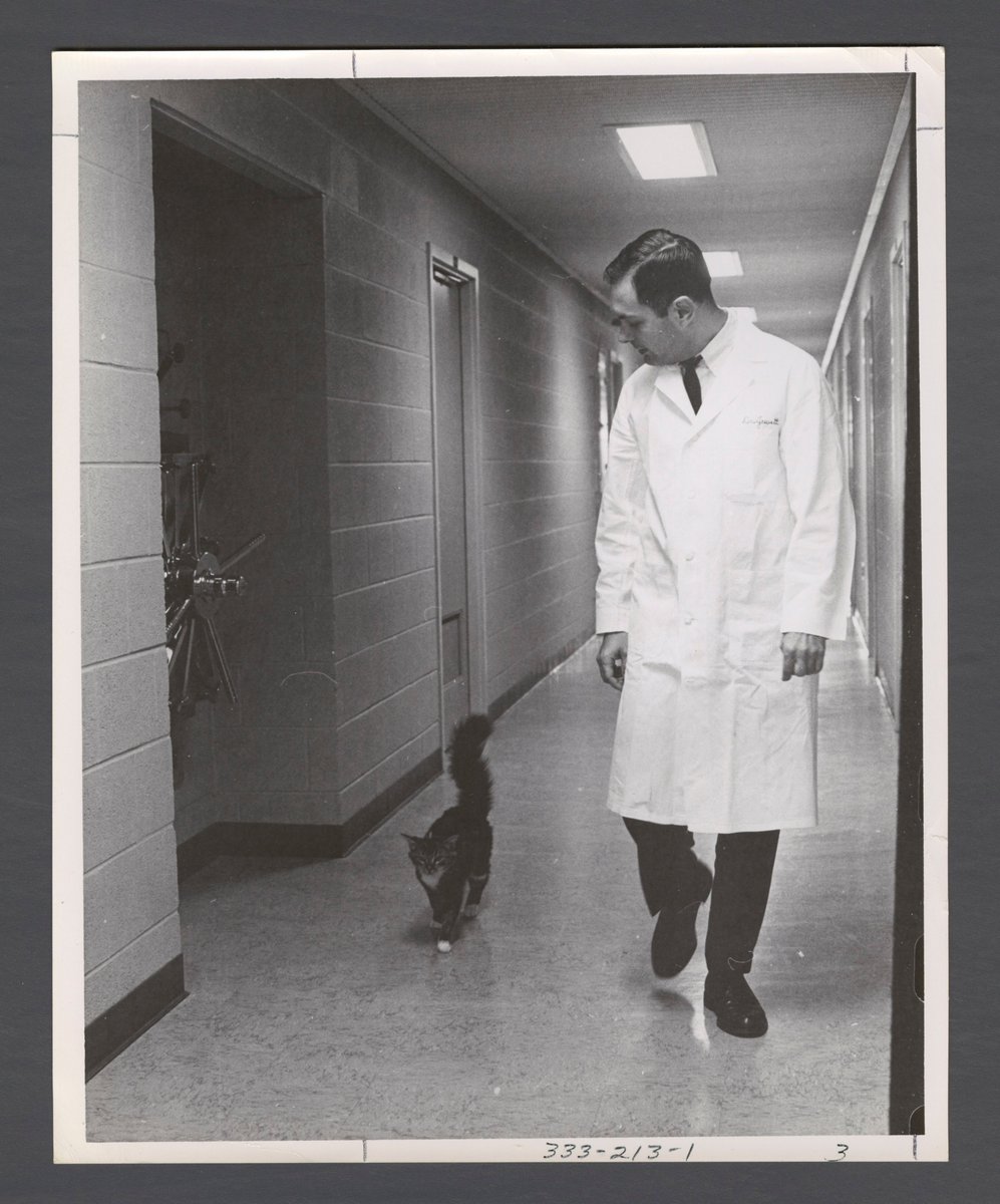 EmoryRoseMARBL's tweet photo. Happy #InternationalCatDay! From the archive, we found an image of  Dr. Jewett walking with a cat down a hallway at the  @EmoryMedicine EmoryMedicine.  What do you think the two are discussing on their walk? https://t.co/UVpT2no8Lv
