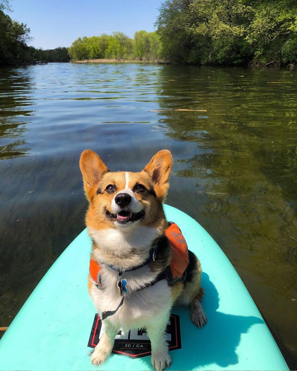isleboards's tweet photo. Did someone say "paddle boarding?" I'm all ears!
https://t.co/bR1wfpdtEp
#islesup #paddleboardingdogs #suppups #adventuredogs https://t.co/NIjBx3IzUh