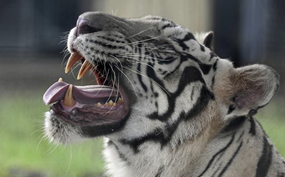 tbenderphoto1's tweet photo. #HTPhotoGallery #Sarasota #BigCatHabitat mission is to provide a safe, loving and permanent home for #bigcats and other #exoticcreatures in need! #CheckOutThesePhotos
#Tigers #Species #Wildlife #LigerTiger #Endangered #Conservation #Biodiversity #SRQ
https://t.co/GGCncyuGdS https://t.co/FJpkpViD3M