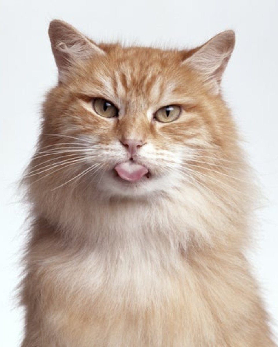 OldShipHotel's tweet photo. 🐱🐱  Happy International Cat Day!! 🐱🐱

Did you know that we are Pet-Friendly? Whether that be cats, dogs or even birds!

#CairnCollection #CatDay #InternationalCatDay https://t.co/Pkj8fZhVlD
