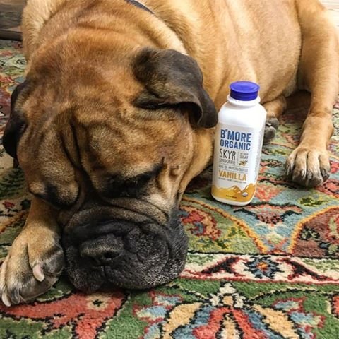 Beat the Dog Days of Summer by getting some rest and plenty of clean, organic protein.  

#skyr #bullmastiff #protein #organicfood #noaddedsugar #DogDays #dogdaysofsummer #BrownsMascot #Vanilla
