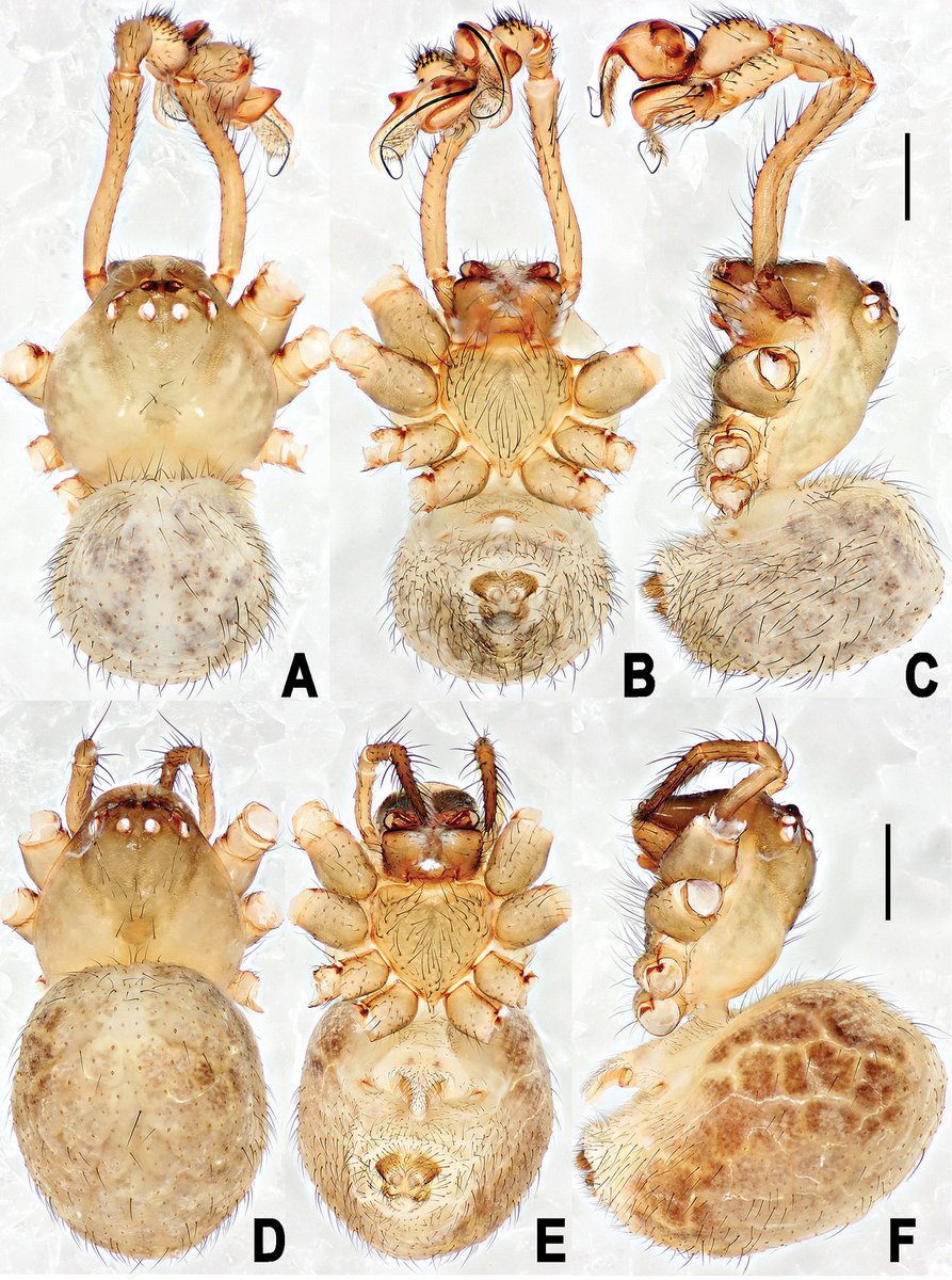 gevillacarrillo's tweet photo. Nuevo gรฉnero de araรฑas ๐ท๏ธ๐ธ๏ธdescrito de cuevas de China ๐จ๐ณ... publicado en la prestigiosa revista @ZooKeys_Journal mรกs info en...
๐https://t.co/oehjgnHArl
#Espeleologia #Arachnida #Araneae #China #SubterraneanBiology #BiologiaSubterranea #Bioespeleologia https://t.co/EwPS6Wsmwj
