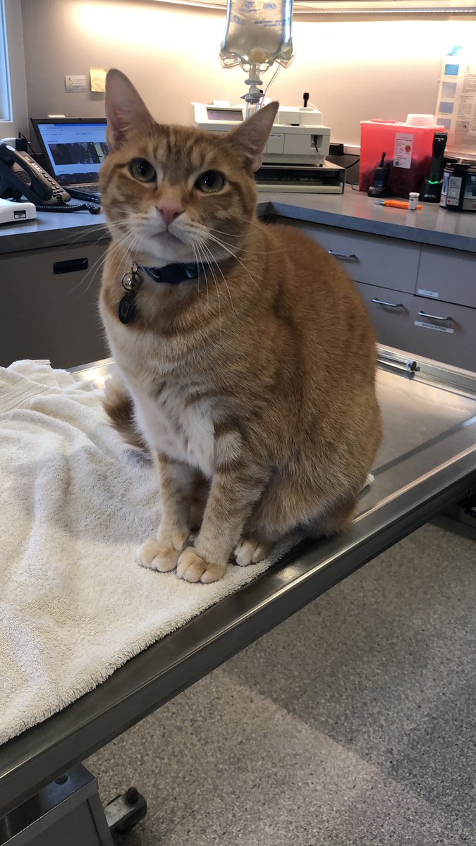 Happy world cat day!