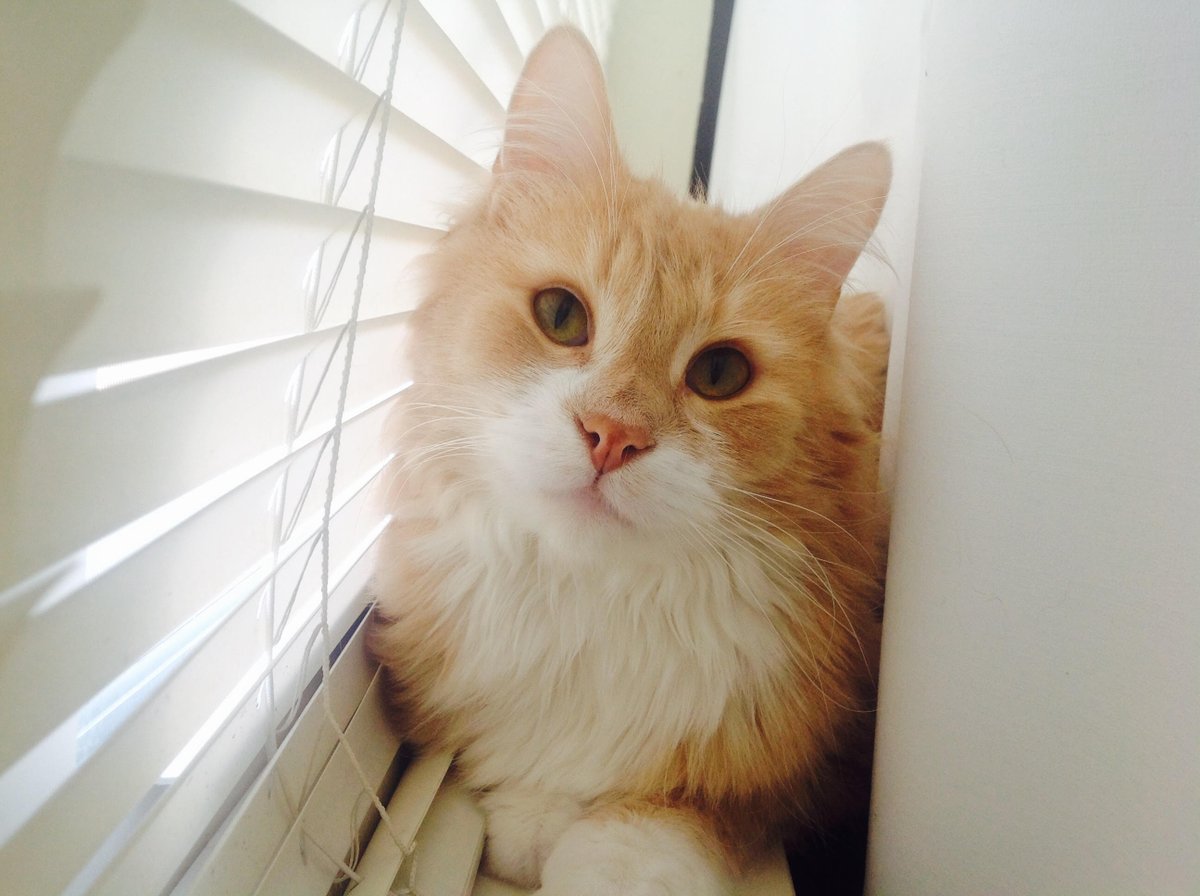 lawrencelibrary's tweet photo. Lady Meow (left) lives up to her name and meows all the time. Romeo (right) likes to cuddle a lot. They live with Accounts Assistant Jake! #InternationalCatDay #LPLcats #LFKpets https://t.co/j1uqPSznFq